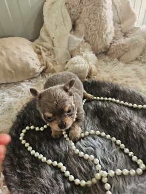 Chiot N°2 - Chihuahua