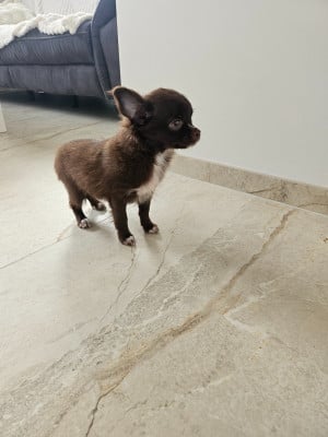 Les chiots de Chihuahua