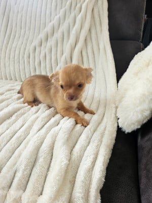 Les chiots de Chihuahua