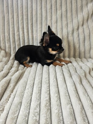 Les chiots de Chihuahua