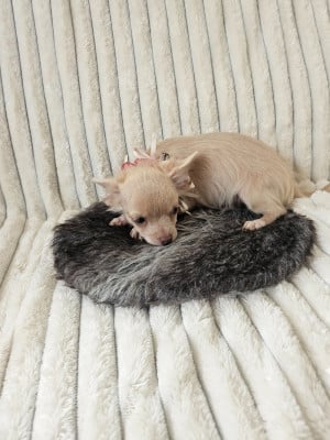 Les chiots de Chihuahua