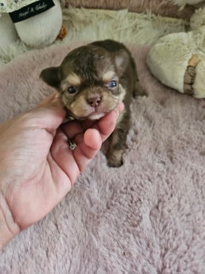 Les chiots de Chihuahua