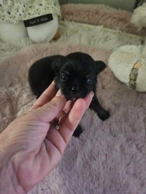 Les chiots de Chihuahua