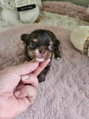 Les chiots de Chihuahua