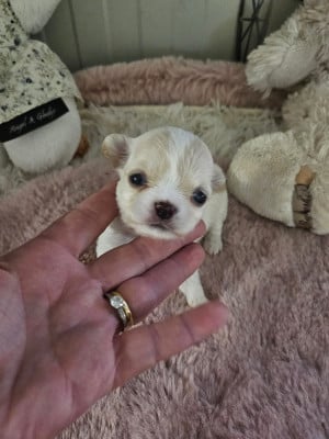 Les chiots de Chihuahua
