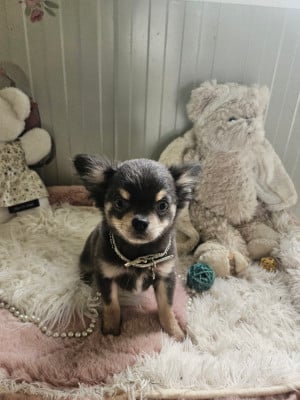 Les chiots de Chihuahua