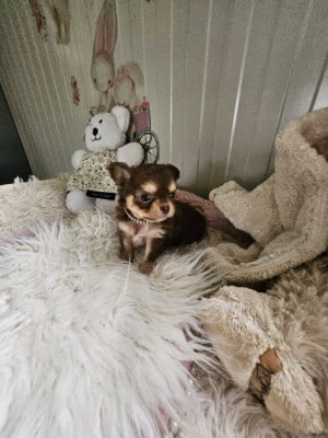 Les chiots de Chihuahua