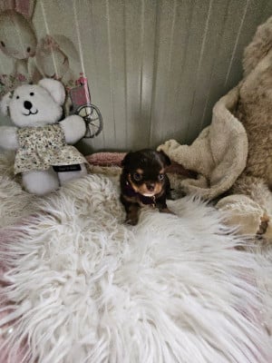 Les chiots de Chihuahua
