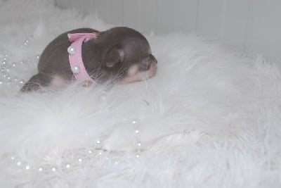 Les chiots de Chihuahua