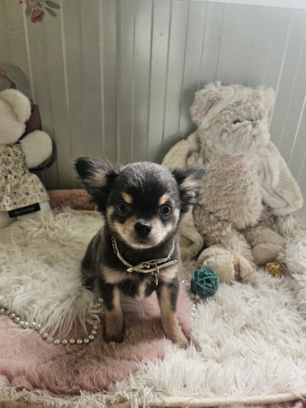 Chihuahua - Du Hameau De Selcra