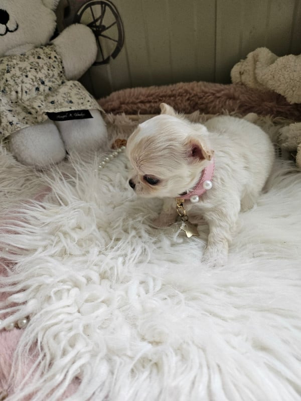 Chihuahua - Du Hameau De Selcra