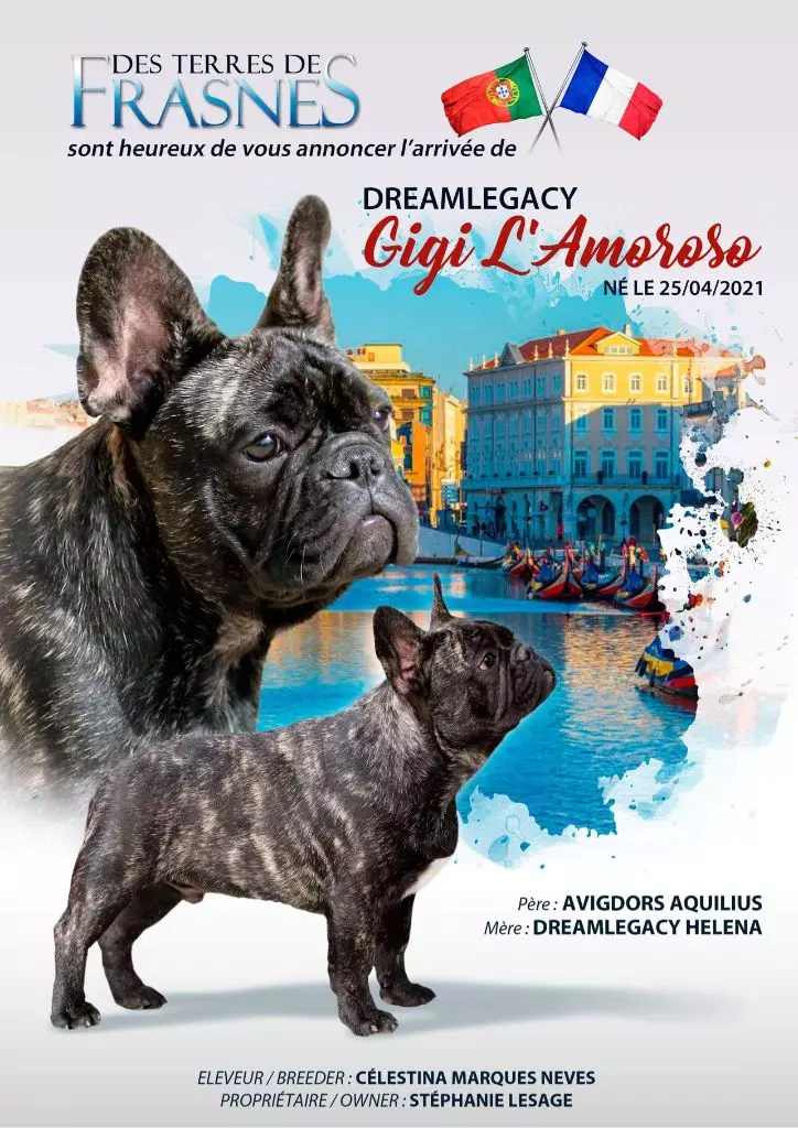CH. dreamlegacy Gigi l'amoroso