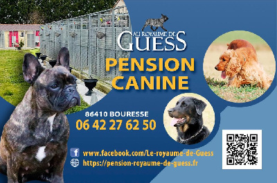 Au Royaume de Guess Pension Canine 