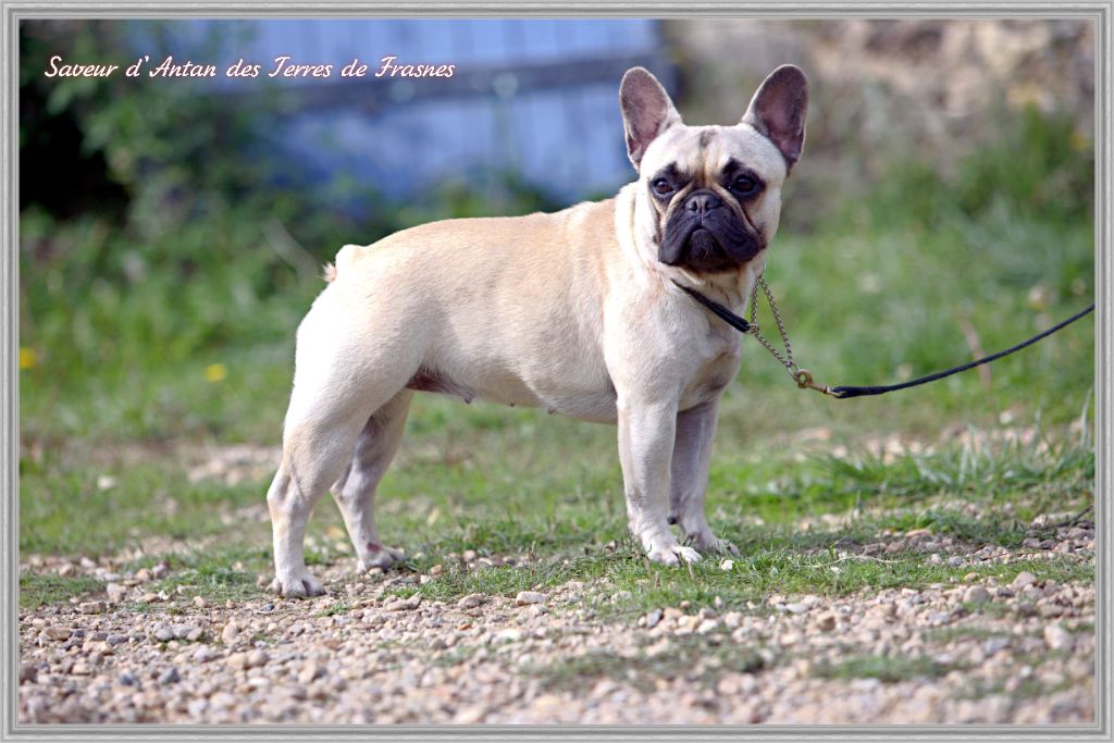 Saveur d'antan Des Terres De Frasnes - 1ier excellent/6 -meilleure jeune femelle