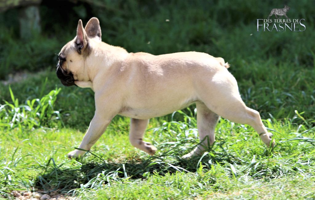 Saveur d'antan Des Terres De Frasnes - Très bon
