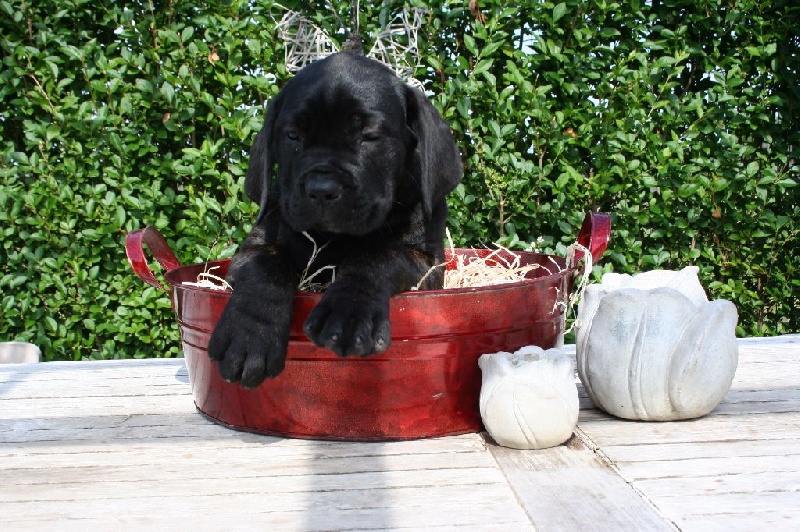 Publication : Corso Nobile