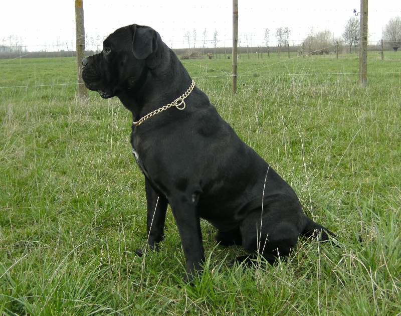 Publication : Corso Nobile Auteur : van Pottelsberghe de la Potterie