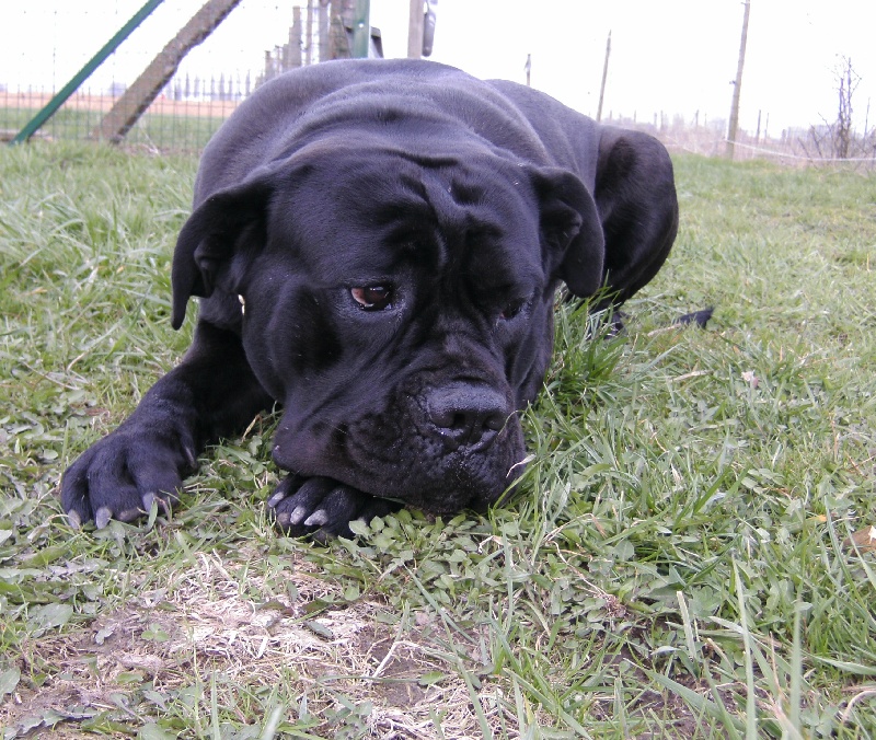 Publication : Corso Nobile Auteur : van Pottelsberghe de la Potterie