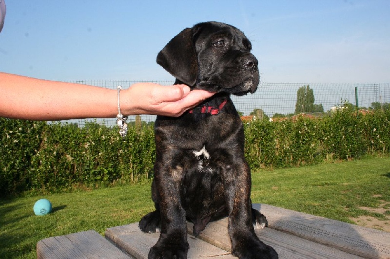 Publication : Corso Nobile