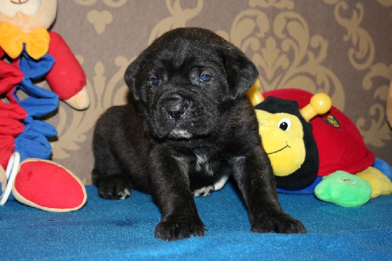 Publication : Corso Nobile