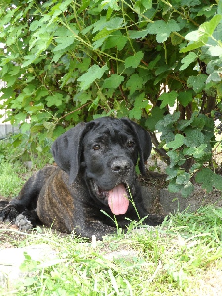 Publication : Corso Nobile