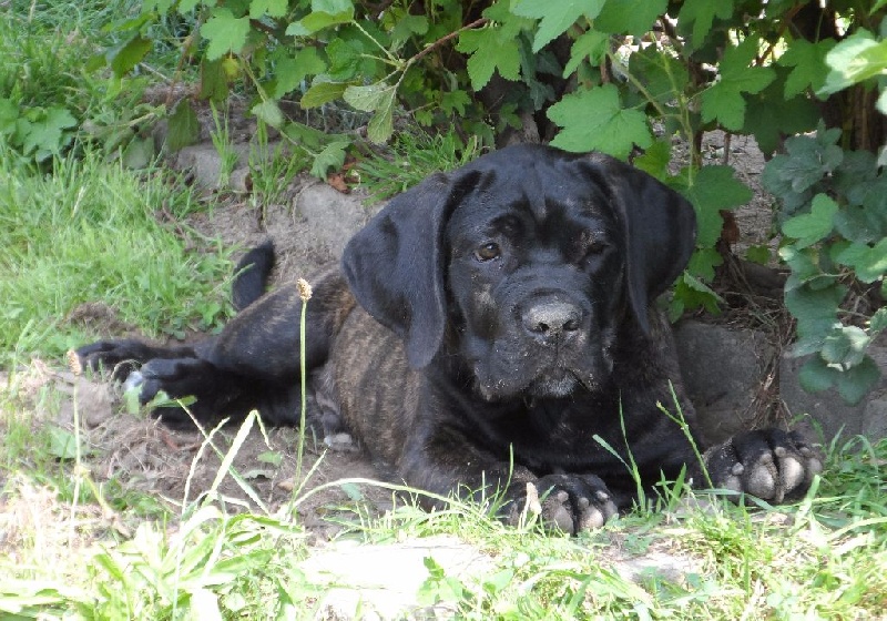 Publication : Corso Nobile