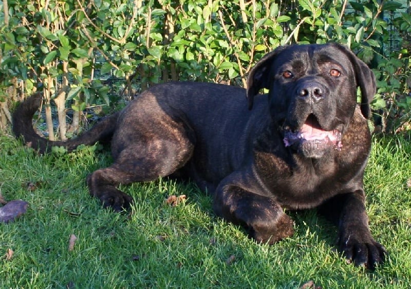 Publication : Corso Nobile