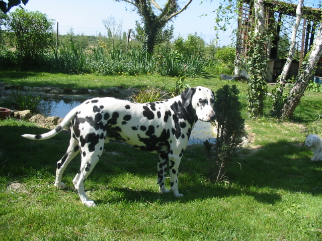 Publication : de la roseraie d'angel Auteur : angèle gay