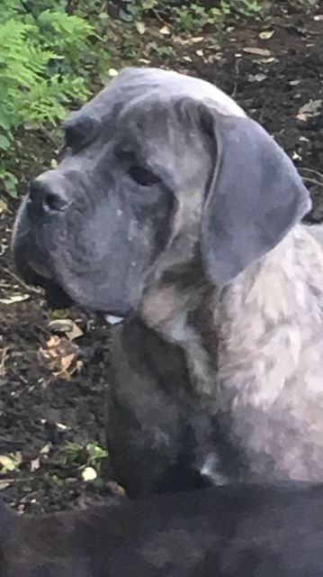 Publication : de Roz Ar Gall