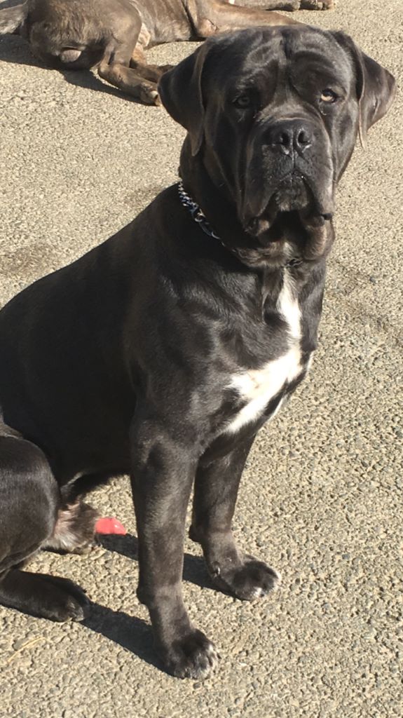 Publication : de Roz Ar Gall