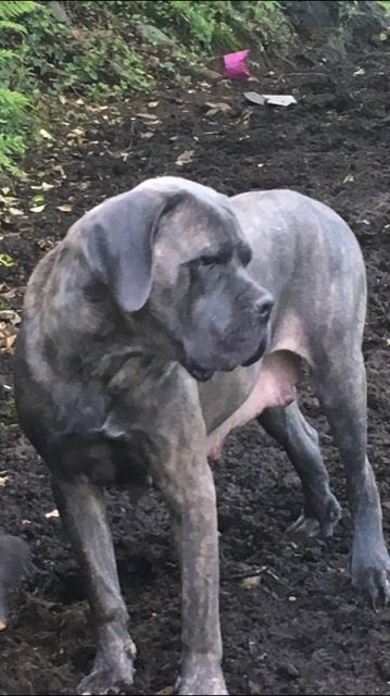 Publication : de Roz Ar Gall