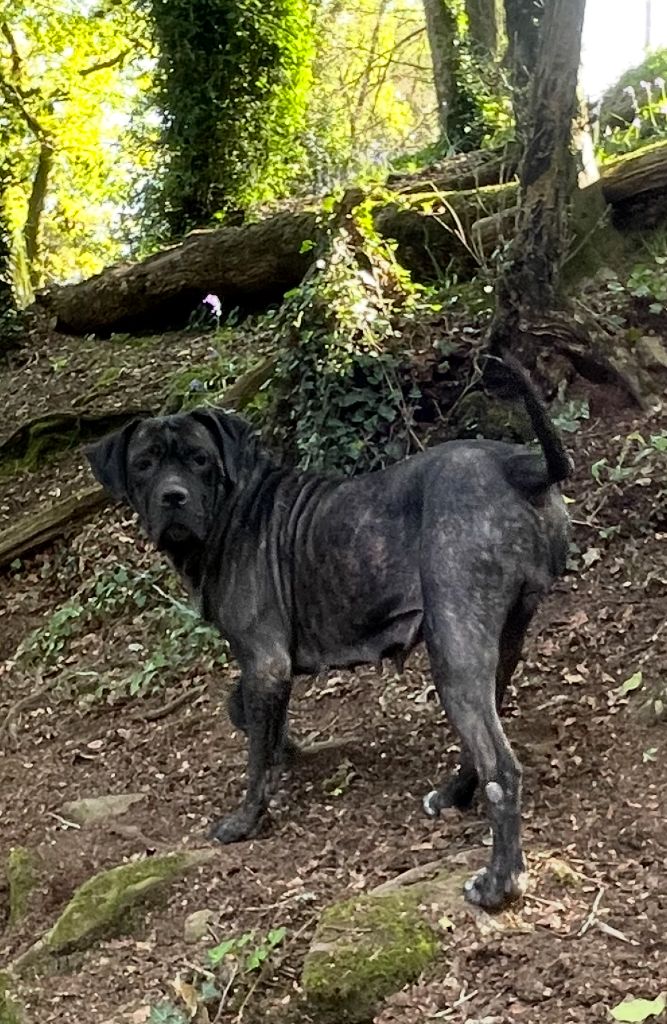 Simba de Roz Ar Gall