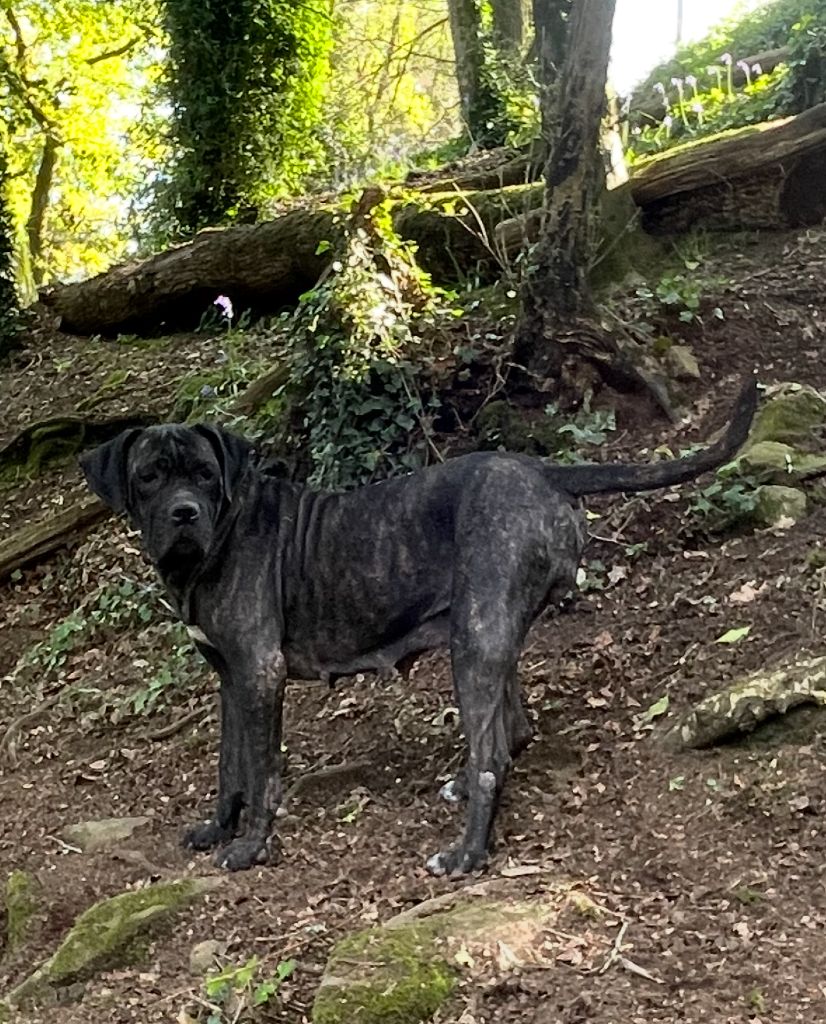 Simba de Roz Ar Gall