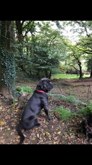 Publication : de Roz Ar Gall