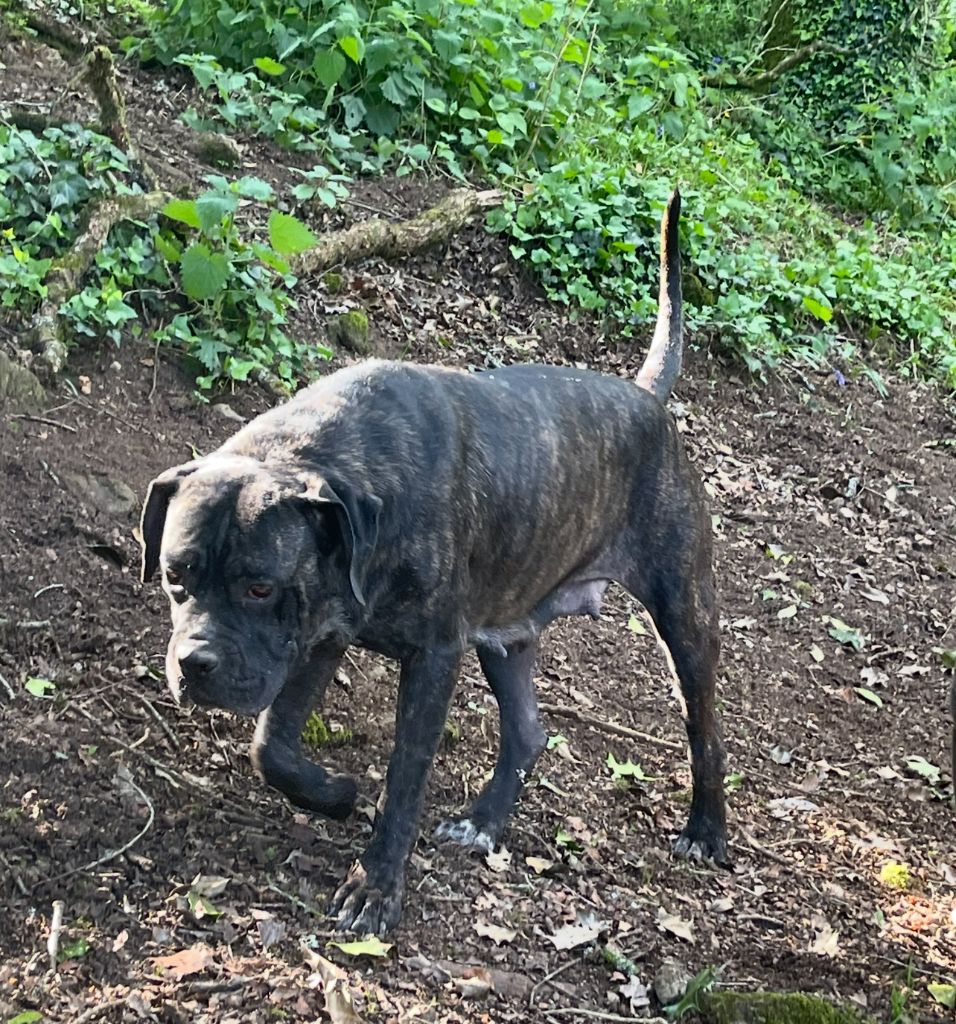 Simba de Roz Ar Gall