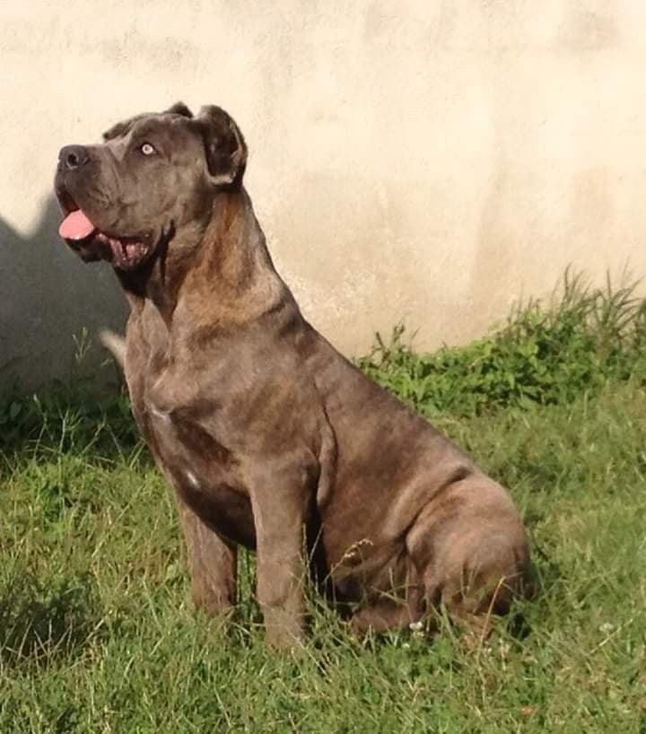 Paride di casa peppone (Sans Affixe)