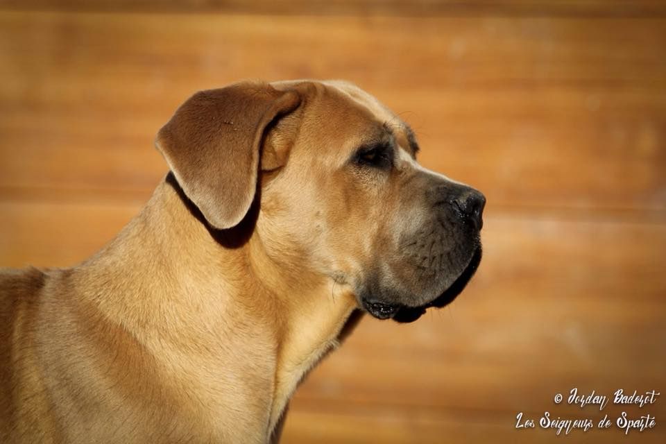 Nikita Des Seigneurs De Sparte