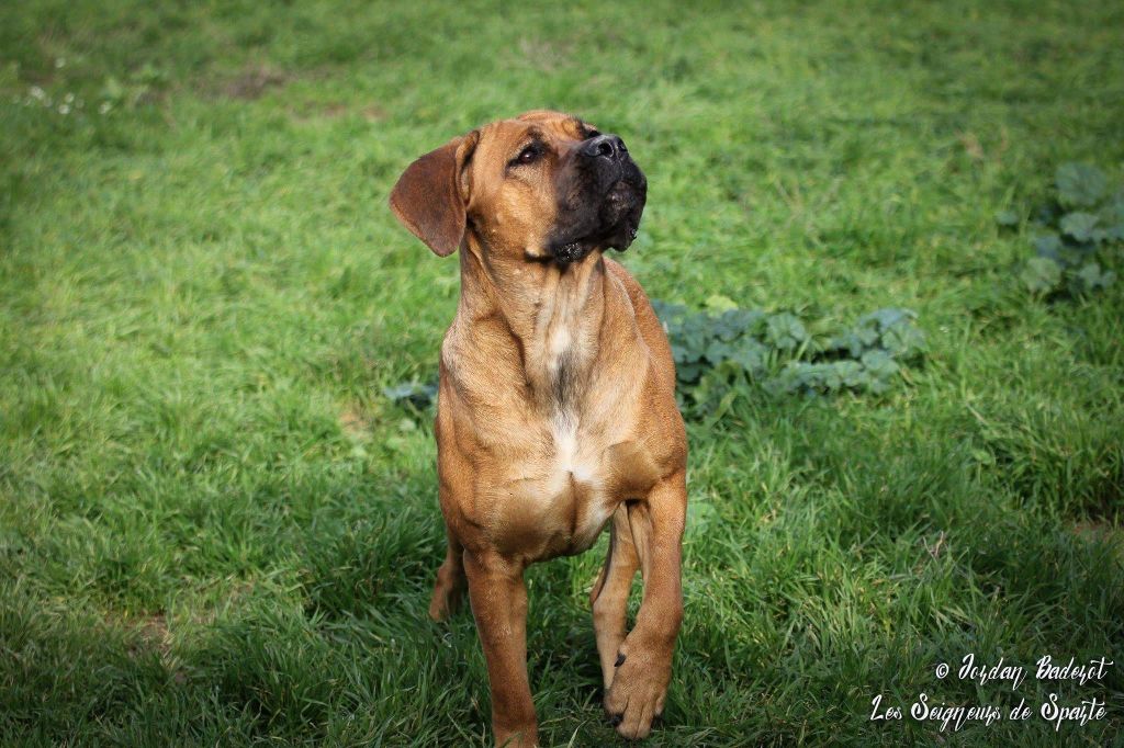 N' xena Des Seigneurs De Sparte