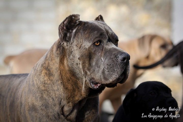 Paride di casa peppone (Sans Affixe)