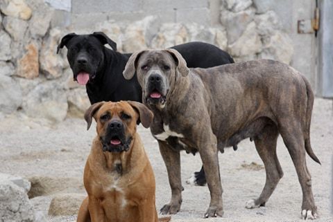 Amber, dite héos cane d'oro italiano