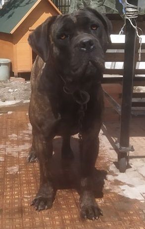Greta di leggenda del vesuvio