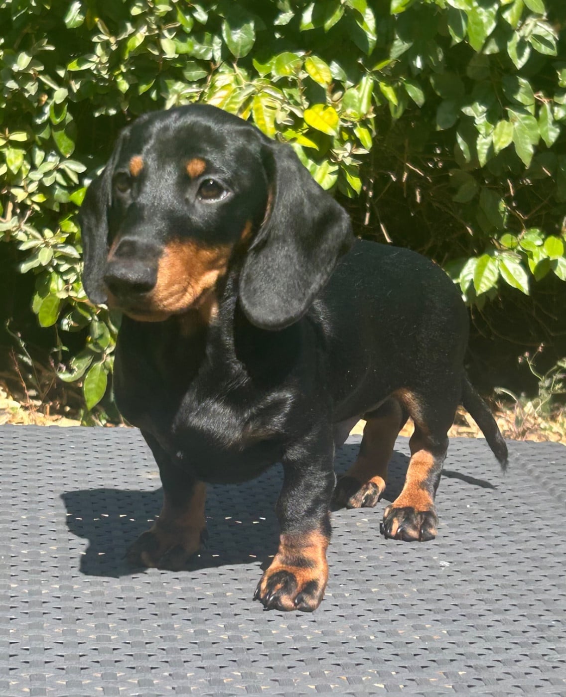 Balou