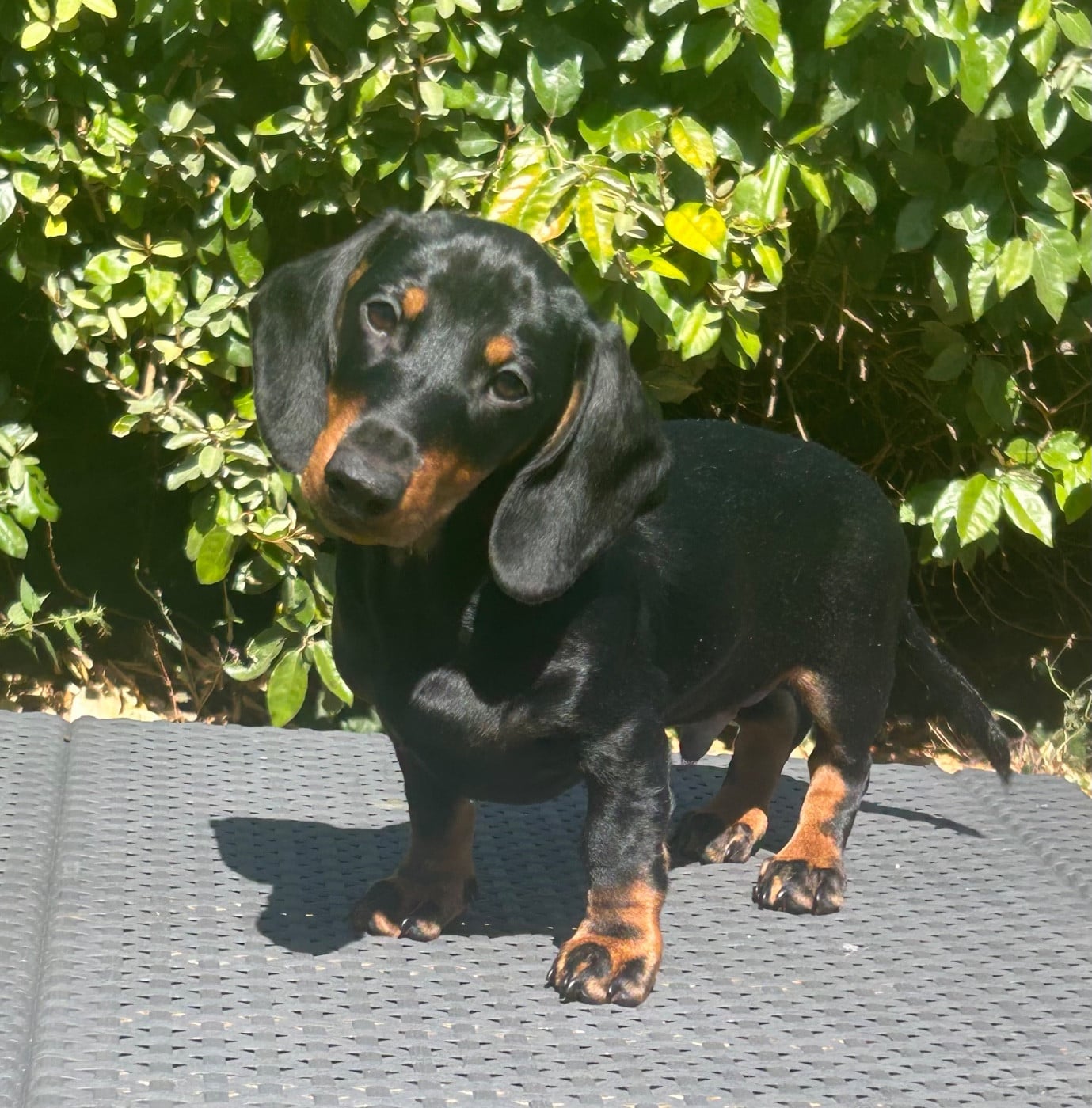 Balou
