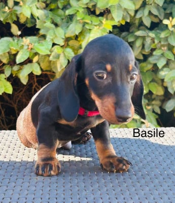 Les chiots de Teckel poil ras