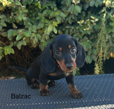 Les chiots de Teckel poil ras