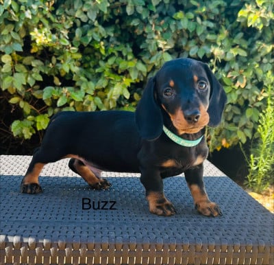 Les chiots de Teckel poil ras