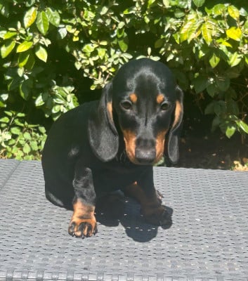 Les chiots de Teckel poil ras