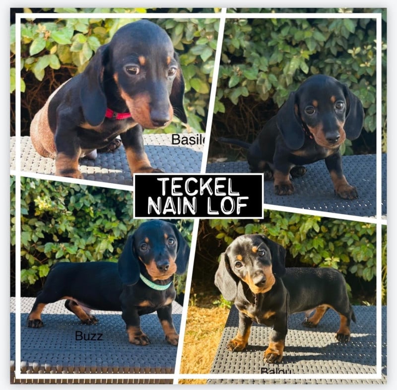 Teckel poil ras - Des Bulljack Des Bestfriends