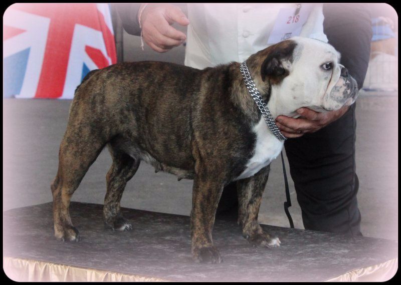 CH. Mona lisa aka margotte Avenir D'Arar - 4 eme excellent