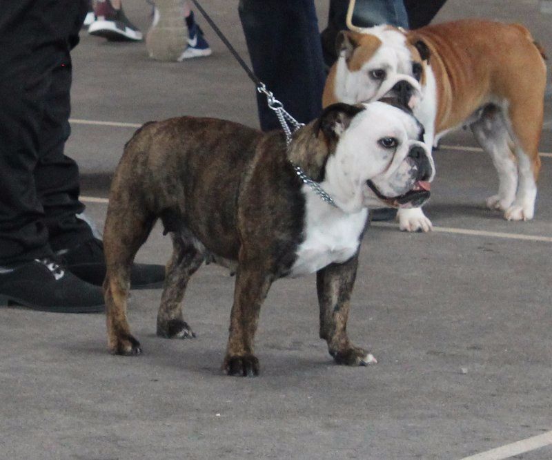 CH. Mona lisa aka margotte Avenir D'Arar - 1 er tres prometer MEILLEUR JEUNE